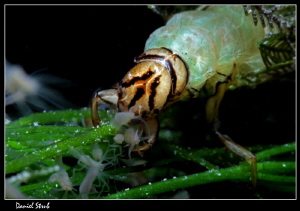 trichoptera :-D by Daniel Strub 